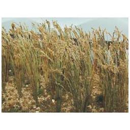 Click here to learn more about the Bachmann Industries Wheat 1" Tall (40/Pk).