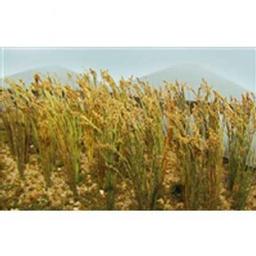 Click here to learn more about the JTT Scenery Products Wheat Bushes, .75" (40).